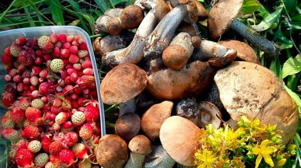 О безопасном сборе дикорастущей продукции О безопасном сборе дикорастущей продукции